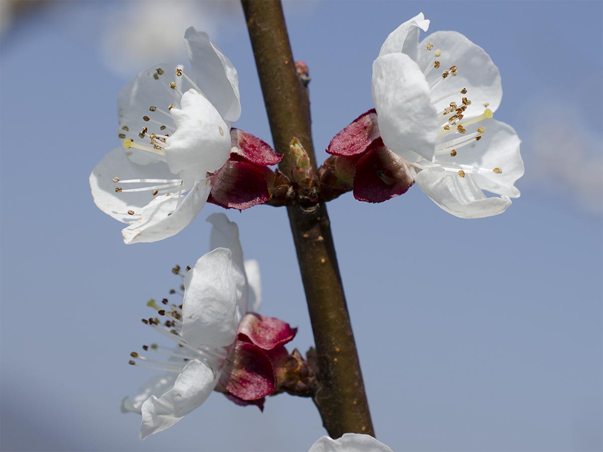 Prunus armeniaca